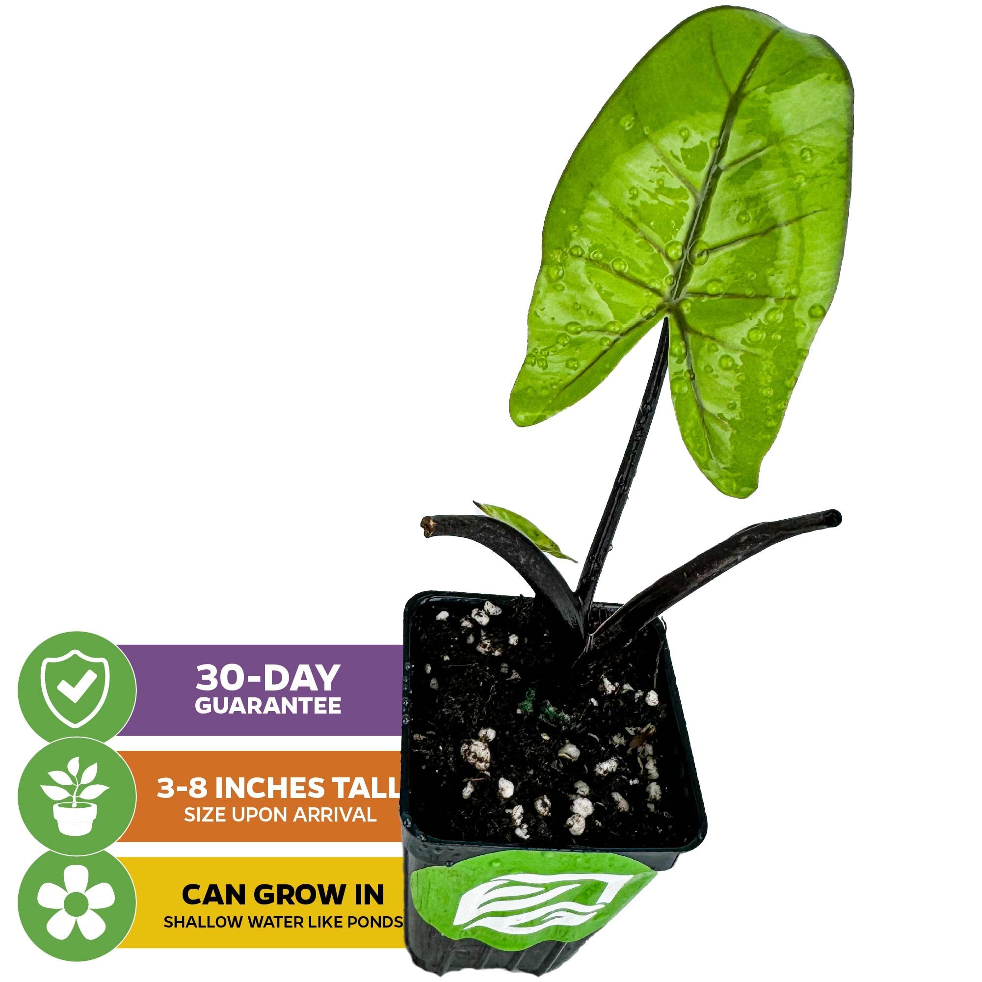 The Black Stem Elephant Ear (Alocasia macrorrhiza) by Wellspring Gardens features dramatic black stems and a large, water-beaded leaf in a black pot. Size: 3-8 inches. Grows in shallow water. Includes a 30-day guarantee.