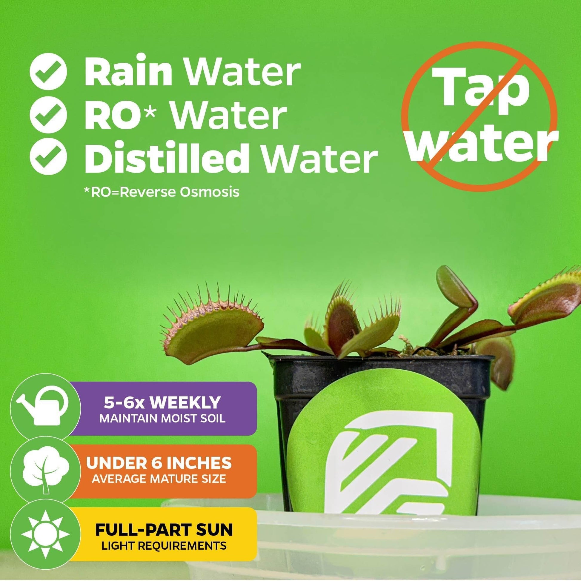 Bundle (4) of Venus Fly Traps: Akai Ryu + Dente + King Henry + Original