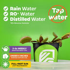 A Wellspring Gardens bundle of 4 Venus Fly Traps—Akai Ryu, Dente, King Henry & Original—in black pots. Use rain/RO/distilled water, not tap. Water 5–6x/week, keep under 6", needs full sun—great for carnivorous plant lovers!.