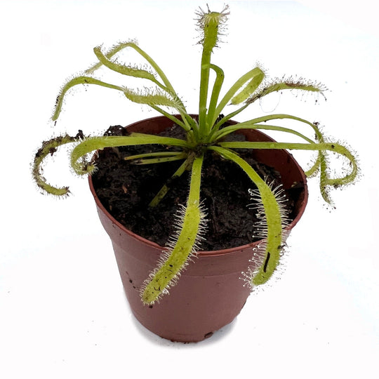 White Form Cape Sundew Carnivorous - Drosera capensis alba