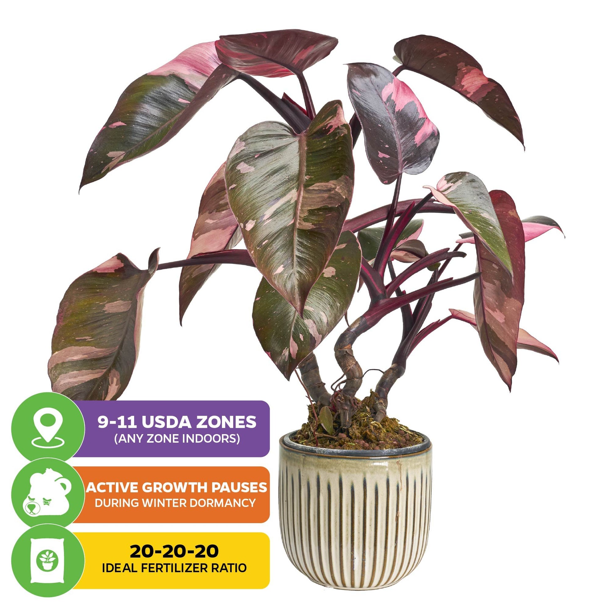Pink Princess Philodendron - Philodendron erubescens