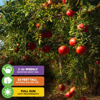 The Parfyanka Pomegranate (Parfianka) by Wellspring Gardens is a semi-dwarf tree with ripe red fruit, best grown outdoors in full sun. It reaches about 10 feet and needs watering 1–2 times per week.