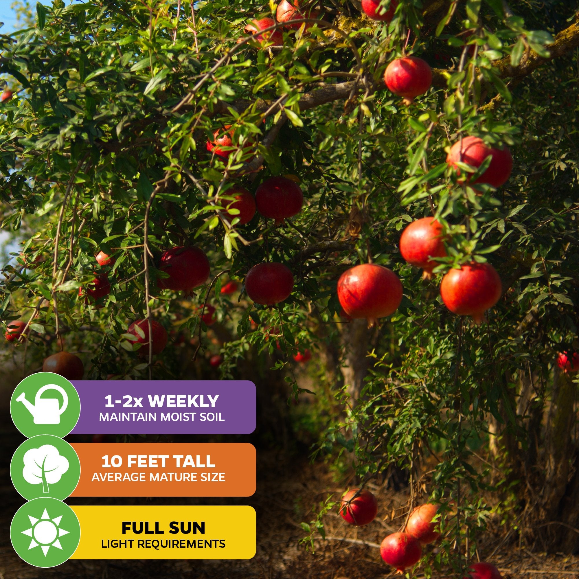 The Parfyanka Pomegranate (Parfianka) by Wellspring Gardens is a semi-dwarf tree with ripe red fruit, best grown outdoors in full sun. It reaches about 10 feet and needs watering 1–2 times per week.