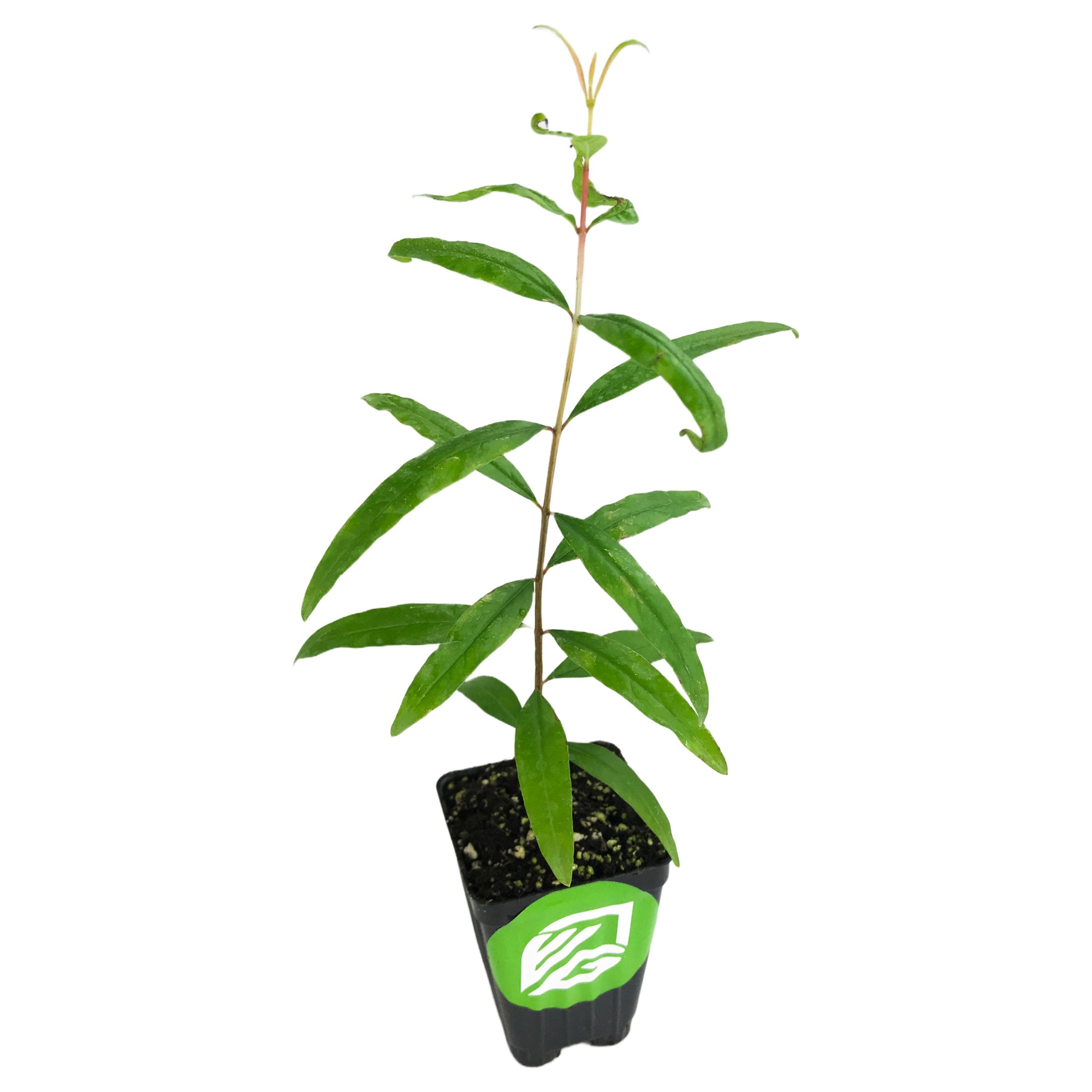 A Salavatski Russian Pomegranate (Punica granatum) seedling from Wellspring Gardens, featuring long green leaves and fresh top growth, sits in a black pot with a green and white leaf logo against a white background.