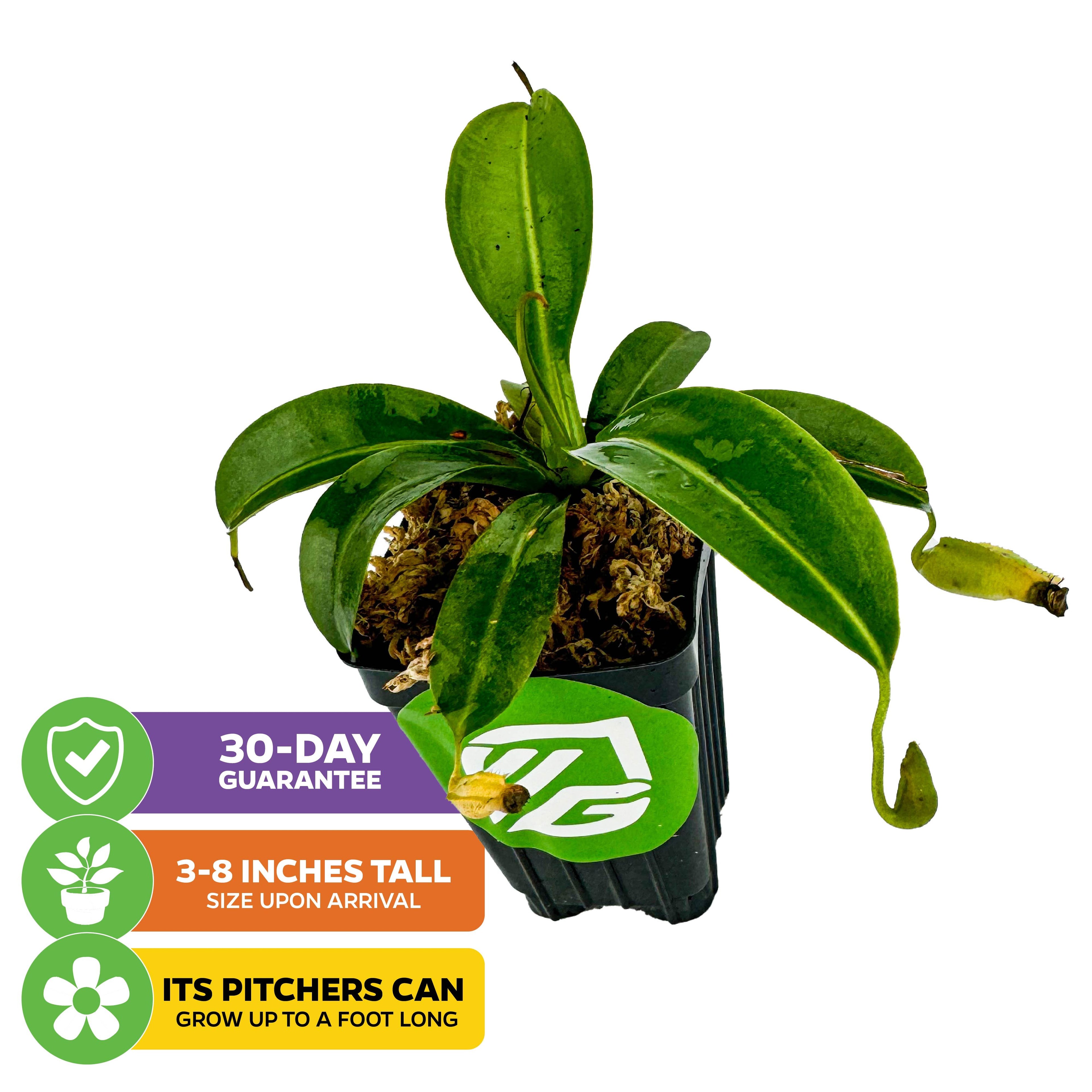The Wellspring Gardens Miranda Carnivorous Pitcher Plant (Nepenthes miranda) arrives potted, 3-8" tall, with green leaves and small pitchers that can grow up to 12". Includes a 30-day guarantee.