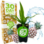 The Wellspring Gardens Mini Me Sol Dwarf Pineapple (Ananas comosus) ornamental plant with long green leaves is displayed before a bright box marked 30 Day Guarantee, Easy to Grow, Non-GMO, with two pineapples and water splashes beside the houseplant.