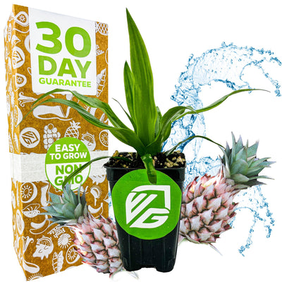 Mini Me Sol Dwarf Pineapple (Ornamental) - Ananas comosus