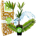 A potted Zamia integrifolia (Coontie Palm Cycad) by Wellspring Gardens stands before a green and orange box marked “EASY TO GROW NON GMO” and a bold “30 DAY GUARANTEE,” with water splashing in the background.