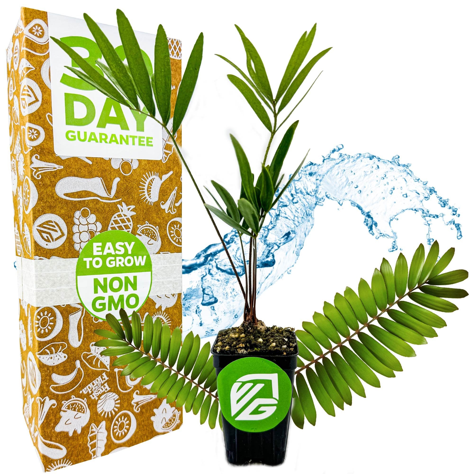 A potted Zamia integrifolia (Coontie Palm Cycad) by Wellspring Gardens stands before a green and orange box marked “EASY TO GROW NON GMO” and a bold “30 DAY GUARANTEE,” with water splashing in the background.