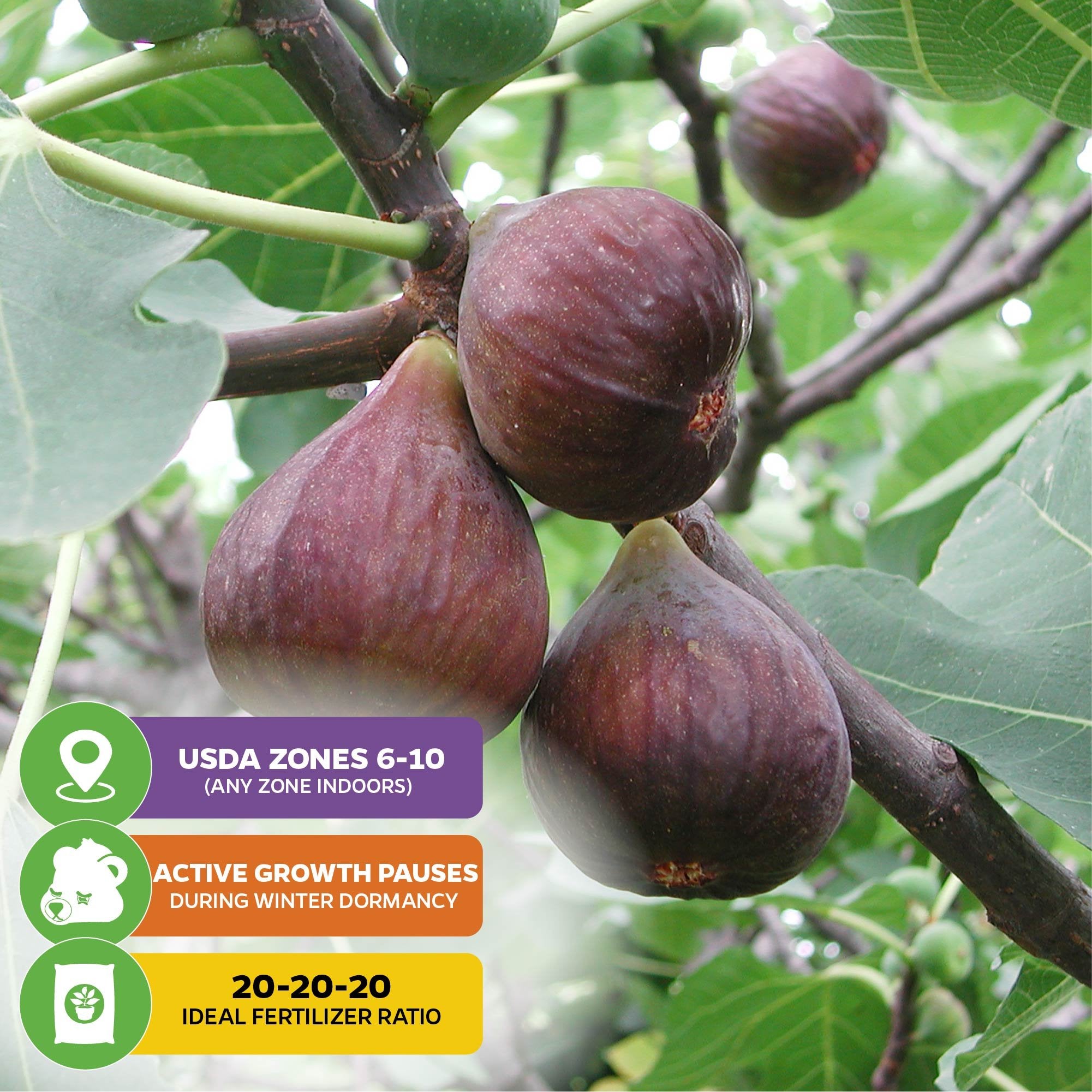 Three ripe Beer's Black Figs hang from a dwarf tree with green leaves. Overlays show Wellspring Gardens tips: USDA zones 6–10, growth pauses in winter, and use a 20-20-20 fertilizer for this Ficus carica variety.