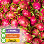A vibrant pile of American Beauty Red Dragon Fruit (Hylocereus guatemalensis) from Wellspring Gardens, with green-tipped scales. Icons: water 1–2x weekly, grows 5–10 ft, needs full sun and well-draining soil.