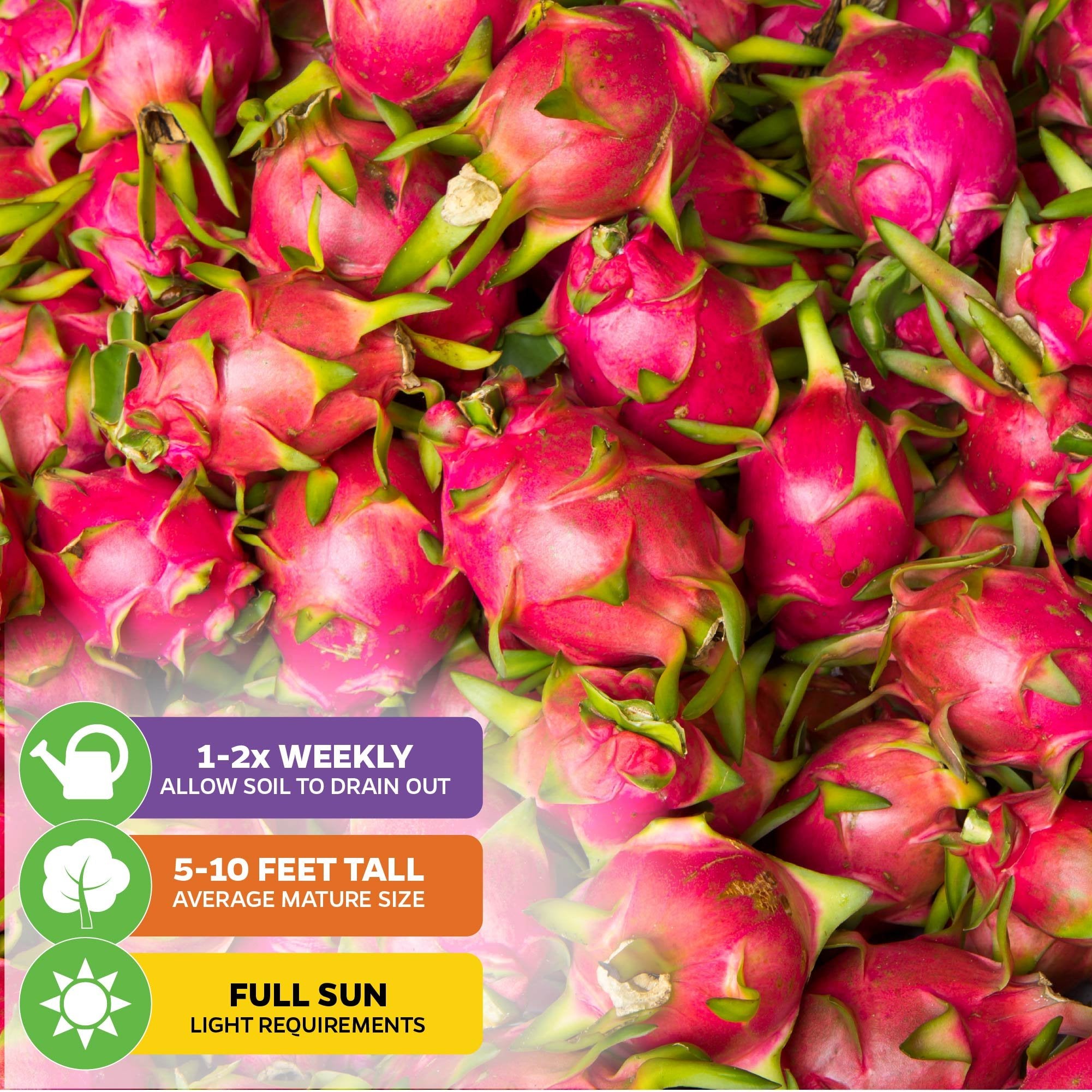 A vibrant pile of American Beauty Red Dragon Fruit (Hylocereus guatemalensis) from Wellspring Gardens, with green-tipped scales. Icons: water 1–2x weekly, grows 5–10 ft, needs full sun and well-draining soil.