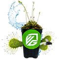 A black pot with a green VG logo displays Wellspring Gardens’ Spoonleaf Sundew Carnivorous (Drosera spathulata), flanked by Venus flytrap heads snaring a fly, with arcing splashes of water in the background.