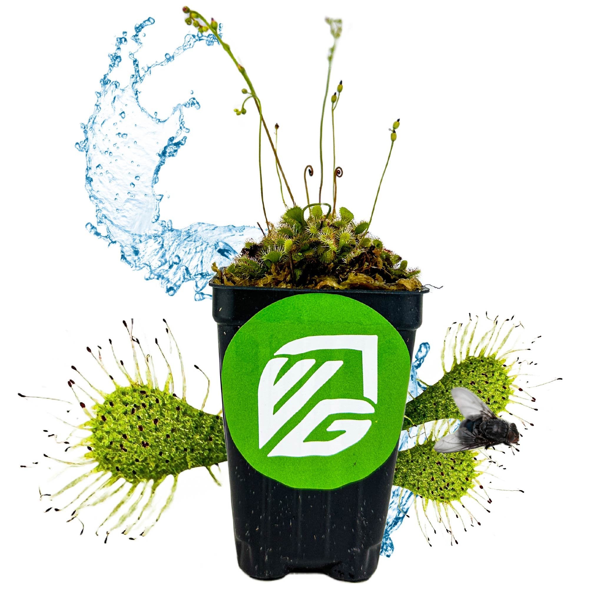 A black pot with a green VG logo displays Wellspring Gardens’ Spoonleaf Sundew Carnivorous (Drosera spathulata), flanked by Venus flytrap heads snaring a fly, with arcing splashes of water in the background.