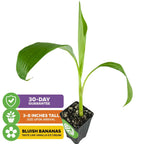 A young Ice Cream Banana - Musa acuminata by Wellspring Gardens in a small black pot with three green leaves. Text beside it: 30-day guarantee, 3–8" tall upon arrival, and bluish bananas taste like vanilla ice cream.