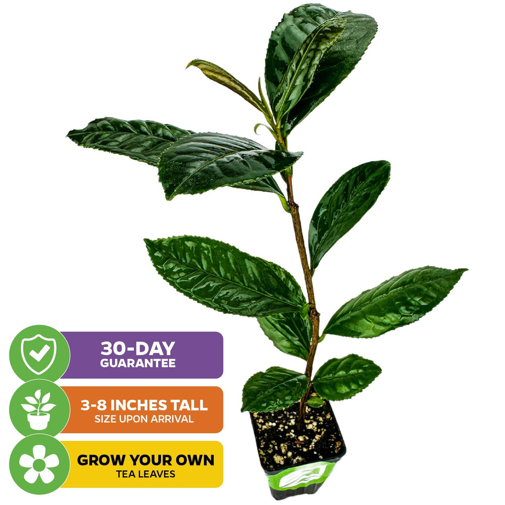 Tea Plant (Green Tea) - Camellia sinensis