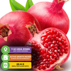 Close-up of Parfyanka Pomegranate (Parfianka) - Punica granatum by Wellspring Gardens—whole and halved fruit with green leaves. Overlay: USDA zones 7–10 (any zone indoors), winter dormancy, ideal 20-6-9 fertilizer ratio.