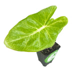 A single bright green, heart-shaped leaf of the New Guinea Gold Elephant Ear - Alocasia by Wellspring Gardens grows from a small black plastic pot with soil, viewed from above on a white background—ideal for shade in zones 9-11.