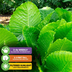 The image shows lush green leaves of the Wellspring Gardens California Elephant Ear (Alocasia gagaena). Care icons: water 3-4 times weekly, grows 2-3 ft tall, prefers filtered light. Great for patios or garden displays.