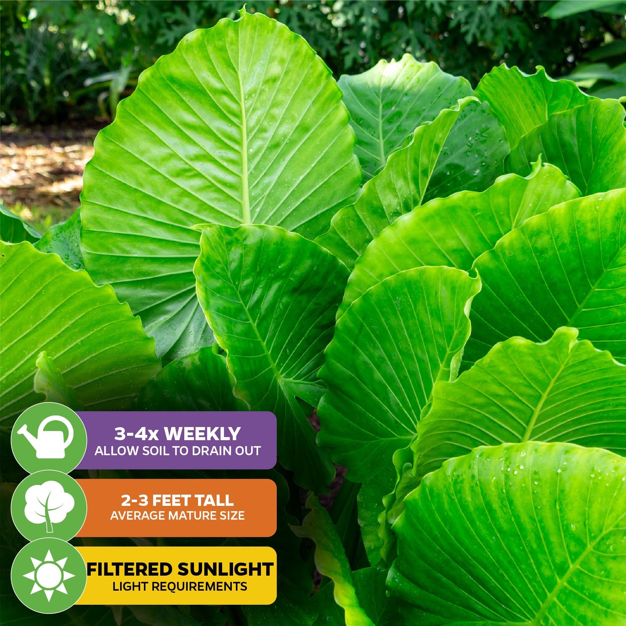 The image shows lush green leaves of the Wellspring Gardens California Elephant Ear (Alocasia gagaena). Care icons: water 3-4 times weekly, grows 2-3 ft tall, prefers filtered light. Great for patios or garden displays.