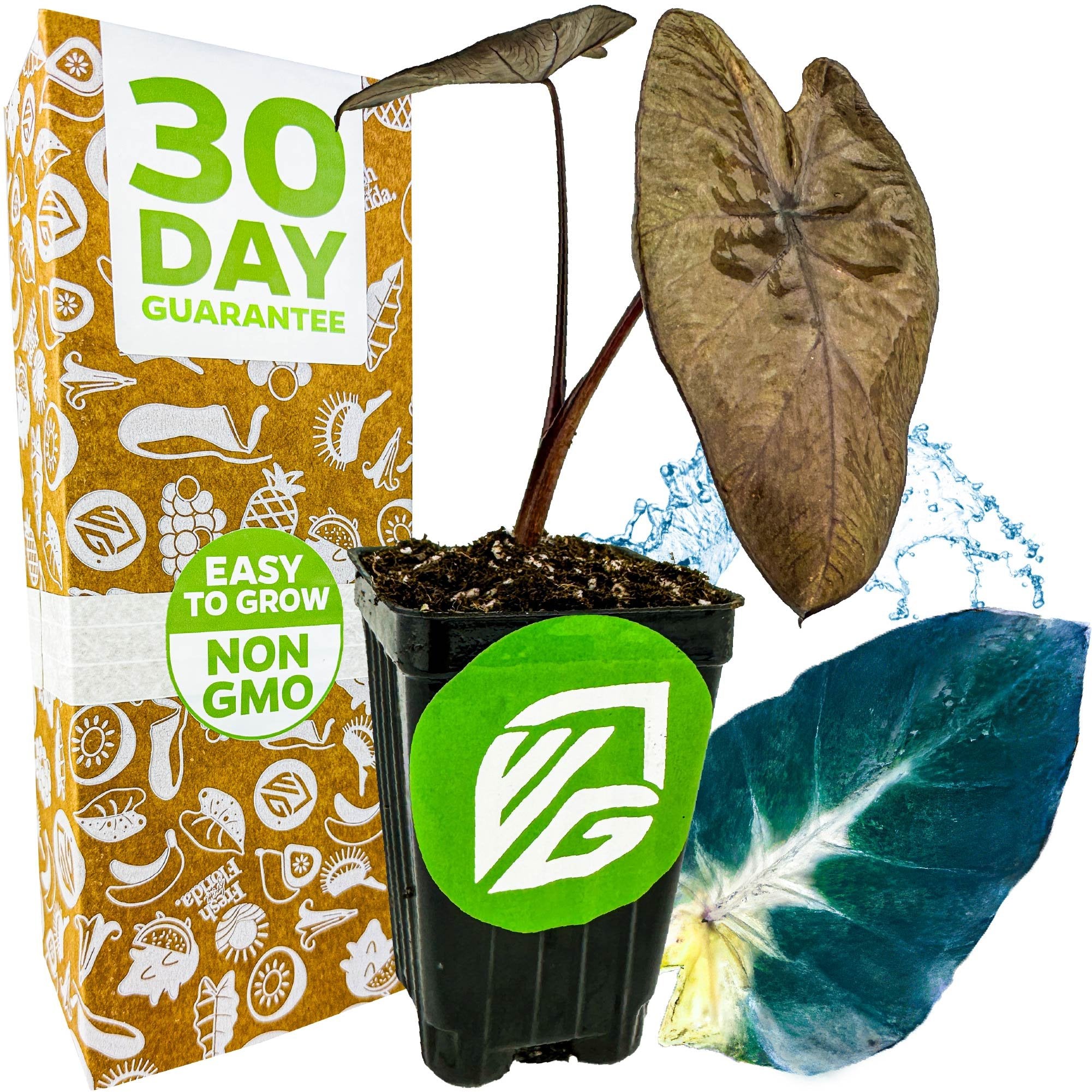 A Wellspring Gardens Tropical Storm Elephant Ear (Colocasia esculenta) with large, dark green leaves sits by a 30 Day Guarantee box. The pot displays an Easy to Grow, Non-GMO sticker; blue leaf and water splash graphics are behind.