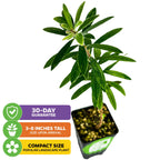 The Little John Red Cluster Dwarf Bottlebrush Tree by Wellspring Gardens is a compact, hummingbird-attracting Callistemon with long, narrow green leaves. Arrives 3-8 inches tall. 30-Day Guarantee. Popular landscape plant.