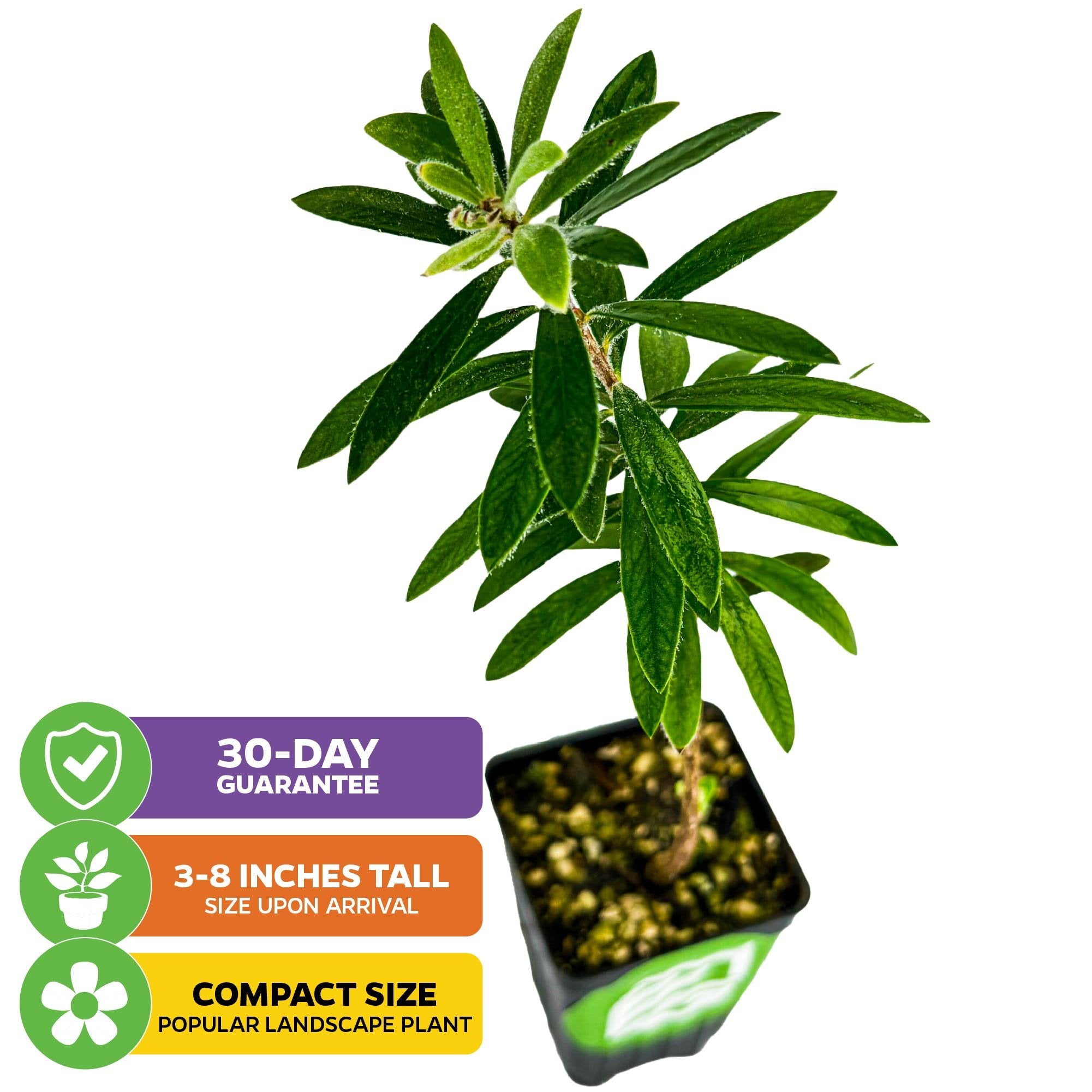 The Little John Red Cluster Dwarf Bottlebrush Tree by Wellspring Gardens is a compact, hummingbird-attracting Callistemon with long, narrow green leaves. Arrives 3-8 inches tall. 30-Day Guarantee. Popular landscape plant.