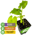 The Wellspring Gardens California Elephant Ear (Alocasia gagaena) features large leaves and arrives 3-8" tall in a black nursery pot with soil. Cold hardy to zone 7b, backed by a 30-day guarantee—ideal for indoor patios.