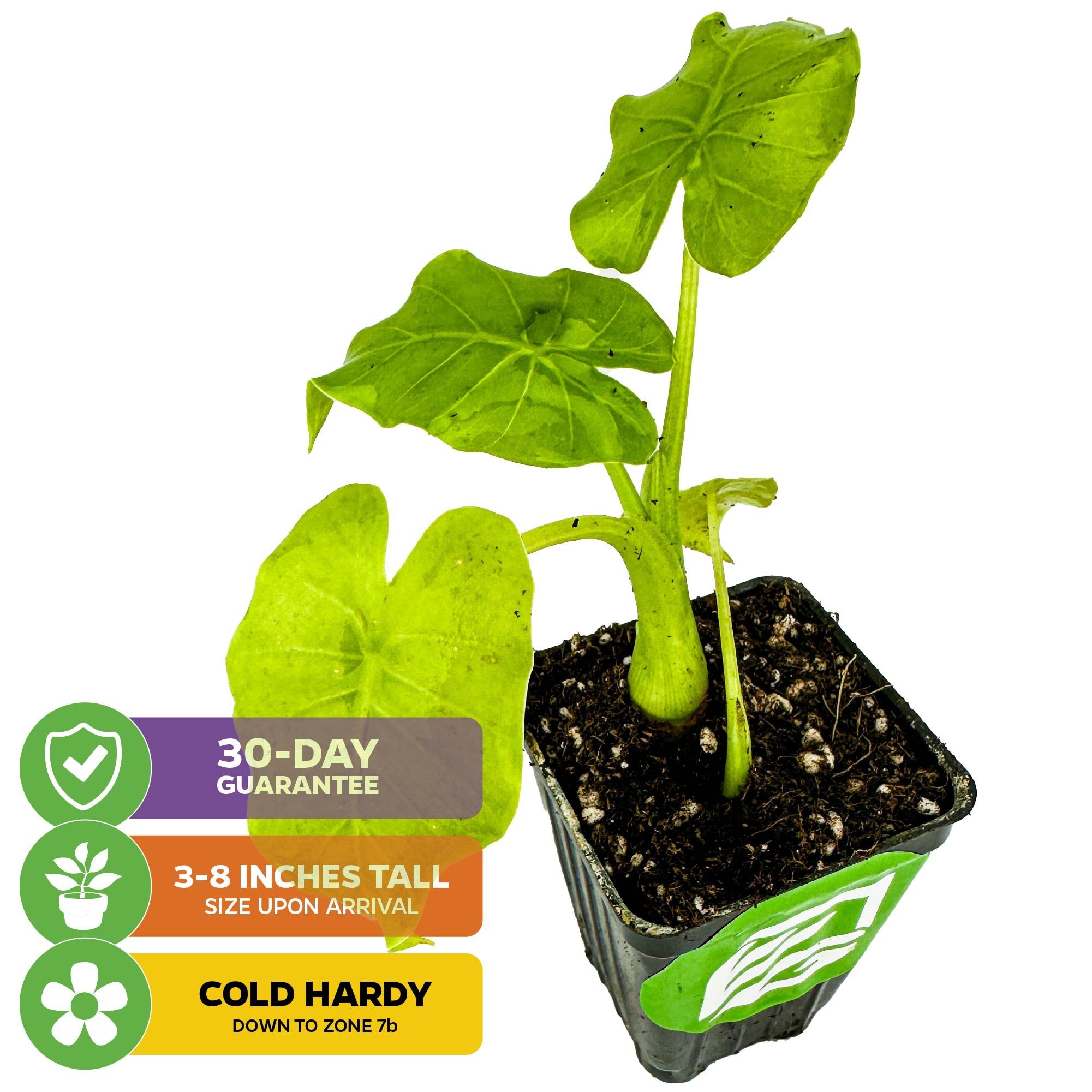 The Wellspring Gardens California Elephant Ear (Alocasia gagaena) features large leaves and arrives 3-8" tall in a black nursery pot with soil. Cold hardy to zone 7b, backed by a 30-day guarantee—ideal for indoor patios.