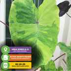 A large, heart-shaped green leaf of the Lemon-Lime Gecko Elephant Ear (Colocasia esculenta) by Wellspring Gardens, suited for USDA zones 8-11, with winter dormancy and 20-10-20 fertilizer icons at the bottom left. Other plants are in the background.