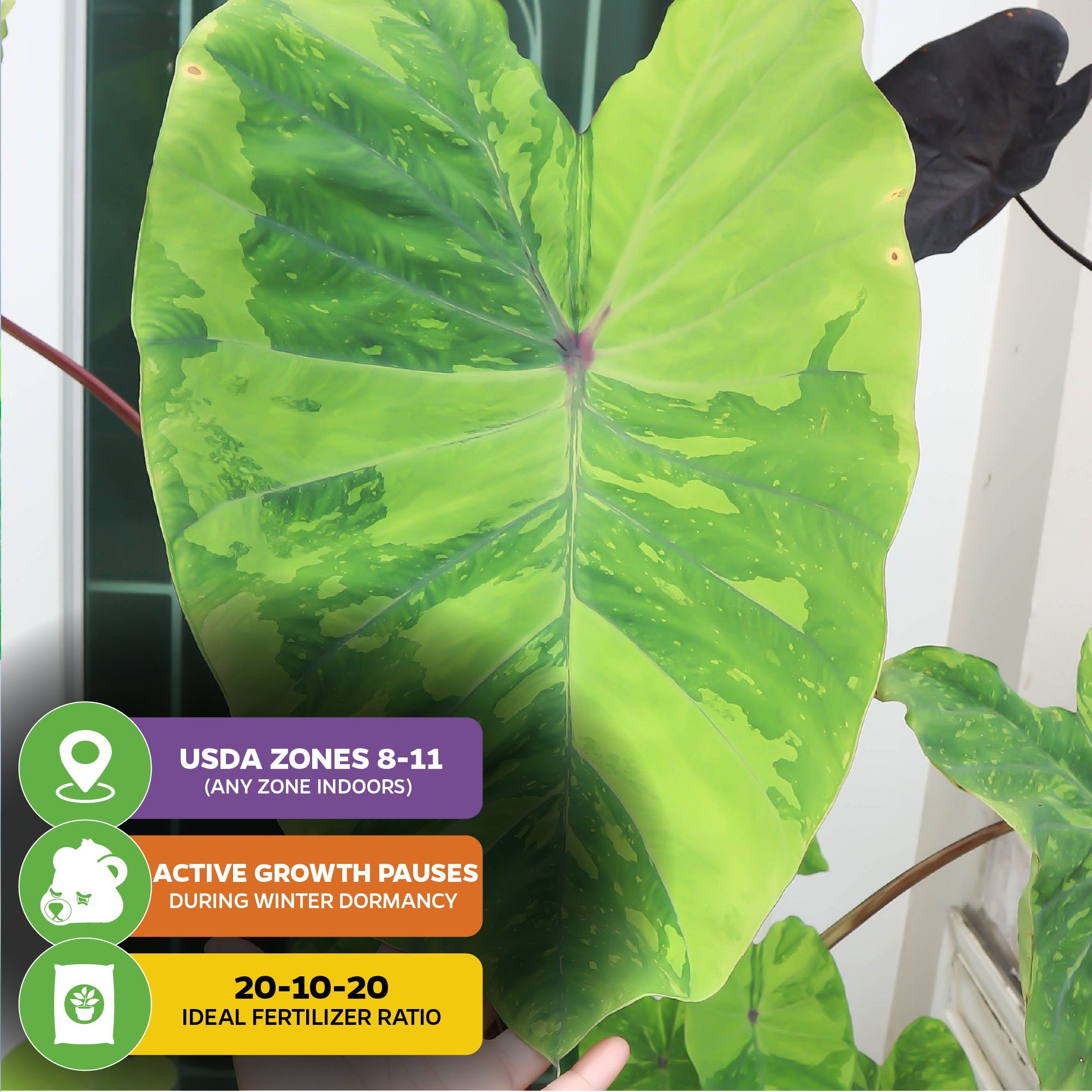 A large, heart-shaped green leaf of the Lemon-Lime Gecko Elephant Ear (Colocasia esculenta) by Wellspring Gardens, suited for USDA zones 8-11, with winter dormancy and 20-10-20 fertilizer icons at the bottom left. Other plants are in the background.