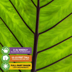 Close-up of a bright green Black Stem Elephant Ear (Alocasia macrorrhiza) leaf by Wellspring Gardens, featuring bold veins and black stems. Icons show: water 3-4x weekly, grows 12-15 ft tall, thrives in full to partial shade.