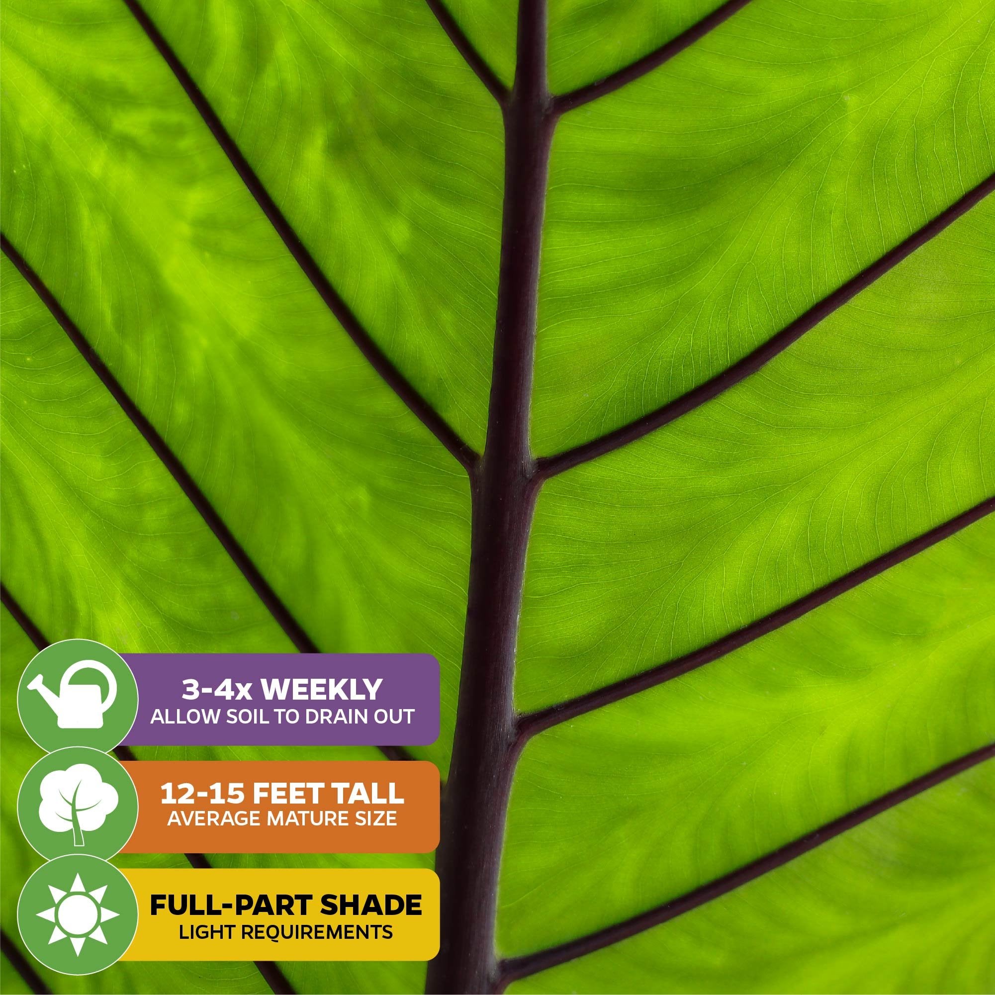 Close-up of a bright green Black Stem Elephant Ear (Alocasia macrorrhiza) leaf by Wellspring Gardens, featuring bold veins and black stems. Icons show: water 3-4x weekly, grows 12-15 ft tall, thrives in full to partial shade.