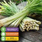 A bundle of Lemon Grass - Cymbopogon citratus by Wellspring Gardens rests on wood. Overlaid text notes health benefits, USDA Zones 9–11 (any zone indoors), winter dormancy, and a recommended 1-1-1 fertilizer ratio.