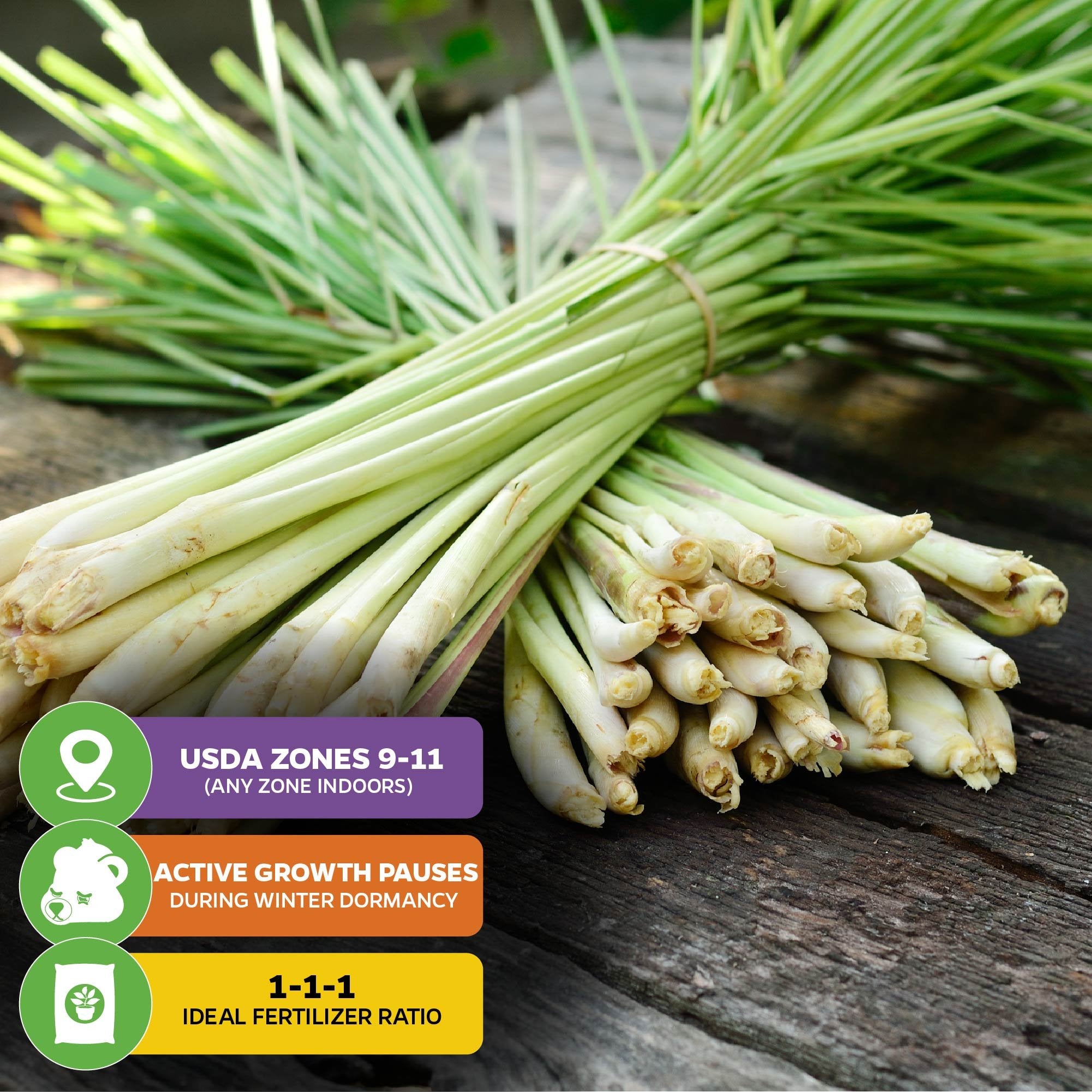 A bundle of Lemon Grass - Cymbopogon citratus by Wellspring Gardens rests on wood. Overlaid text notes health benefits, USDA Zones 9–11 (any zone indoors), winter dormancy, and a recommended 1-1-1 fertilizer ratio.