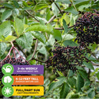 Clusters of ripe, dark purple berries hang from green-leaved branches of the Florida Select Native Elderberry (Sambucus canadensis) by Wellspring Gardens. Water 3-4 times weekly; grows 6-12 ft tall; thrives in full or partial sun.