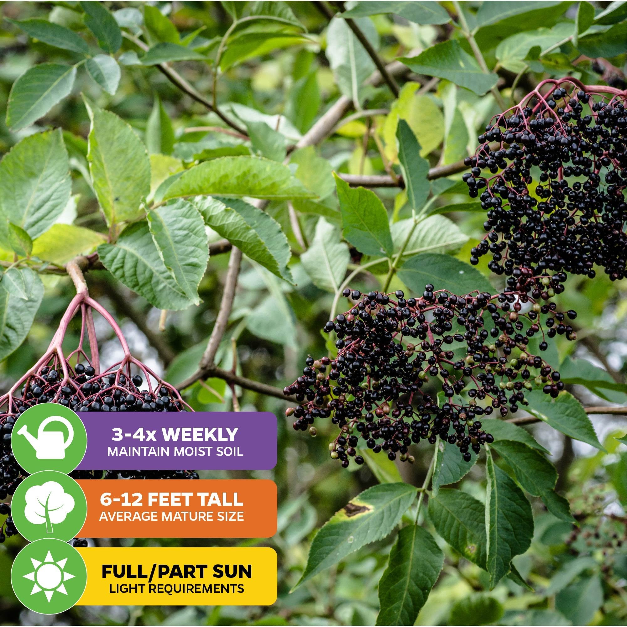 Clusters of ripe, dark purple berries hang from green-leaved branches of the Florida Select Native Elderberry (Sambucus canadensis) by Wellspring Gardens. Water 3-4 times weekly; grows 6-12 ft tall; thrives in full or partial sun.