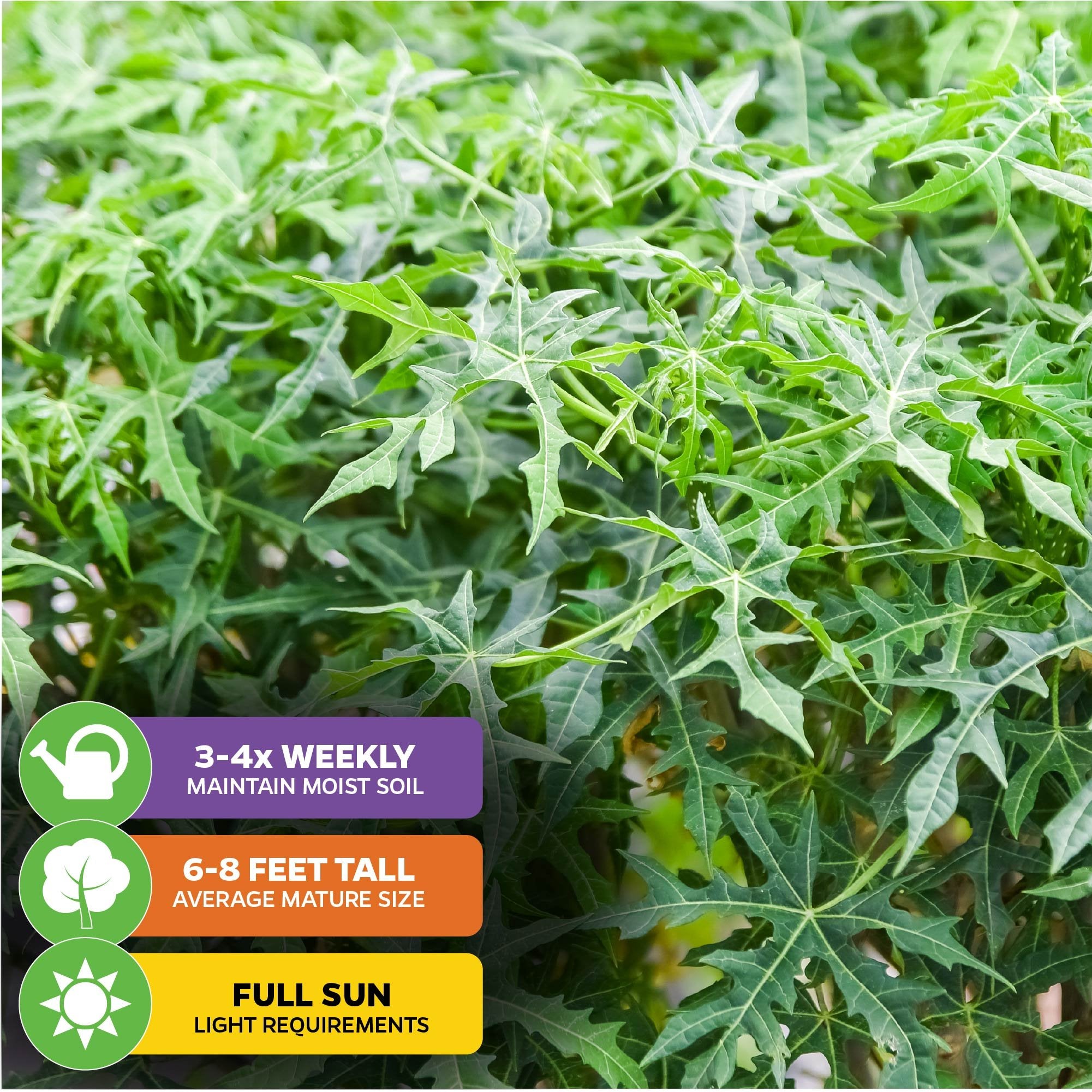Close-up of lush green Mayan Spinach (Chaya) leaves—an edible plant from Wellspring Gardens—with icons showing care tips: water 3-4 times weekly, grows 6-8 feet tall, and needs full sun.