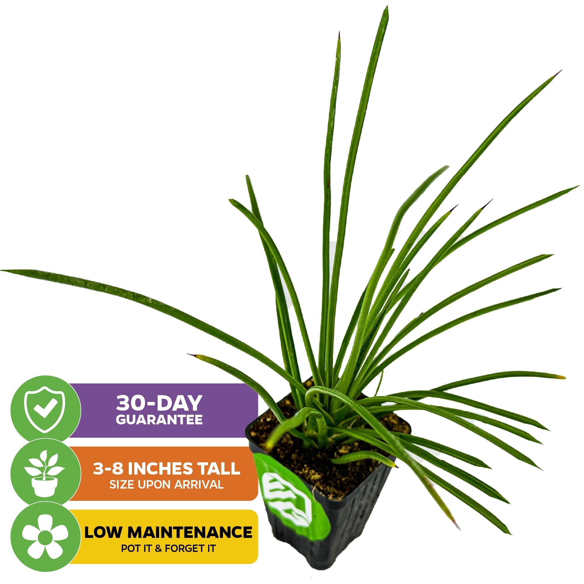 Gemini Agave - Agave Geminiflora – Wellspring Gardens