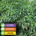 Chief Kubo's Prize South Sea Salad Bele Tree by Wellspring Gardens: Keep soil moist 3-4x weekly, grows 6-8 ft tall at maturity, and thrives in full sun. Edible hibiscus with dense green narrow foliage.