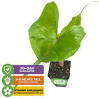The Wellspring Gardens Stingray Elephant Ear (Alocasia) is a small green plant with heart-shaped leaves in a pot. Arrives 3-8" tall with a 30-Day Guarantee; unique stingray look becomes more defined as it matures.