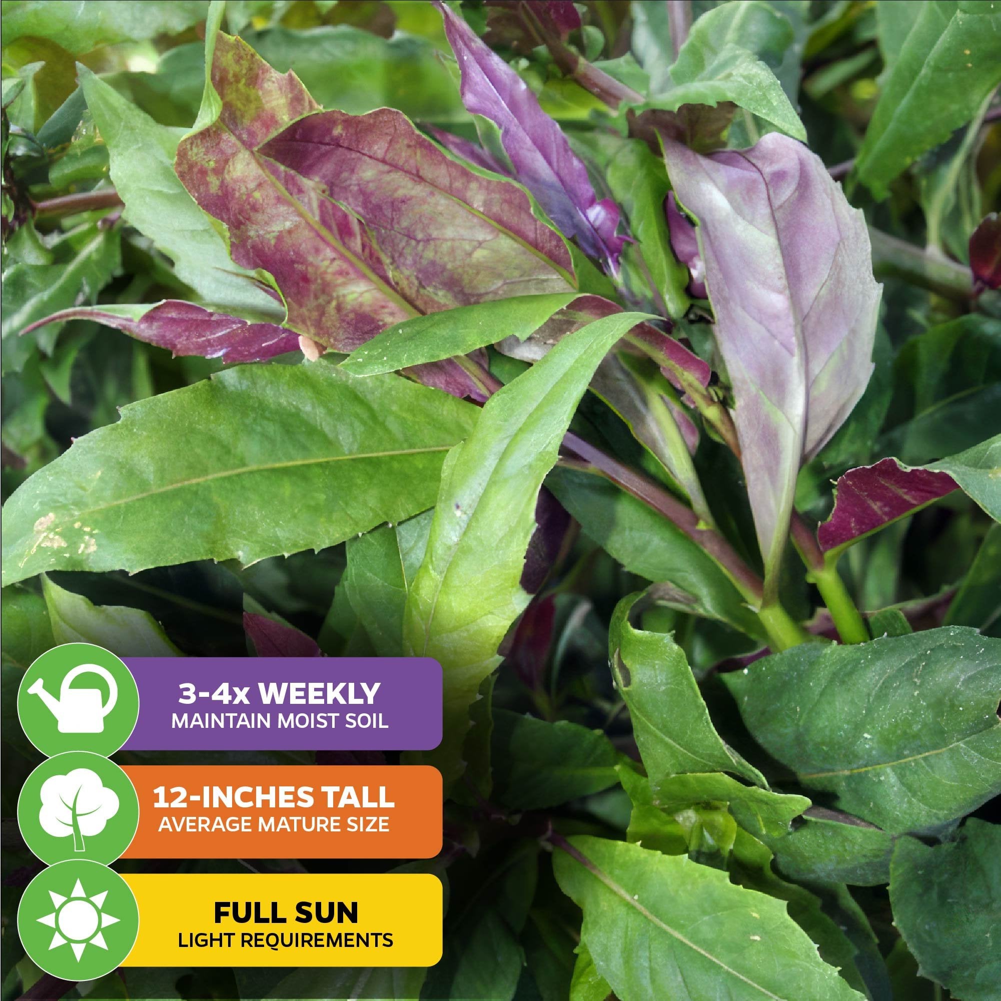 A close-up of Wellspring Gardens’ Okinawa Spinach (Gynura crepioides) shows green and purple leaves. Grows to 12", needs full sun, water 3–4 times weekly. This edible subtropical groundcover thrives with proper care.