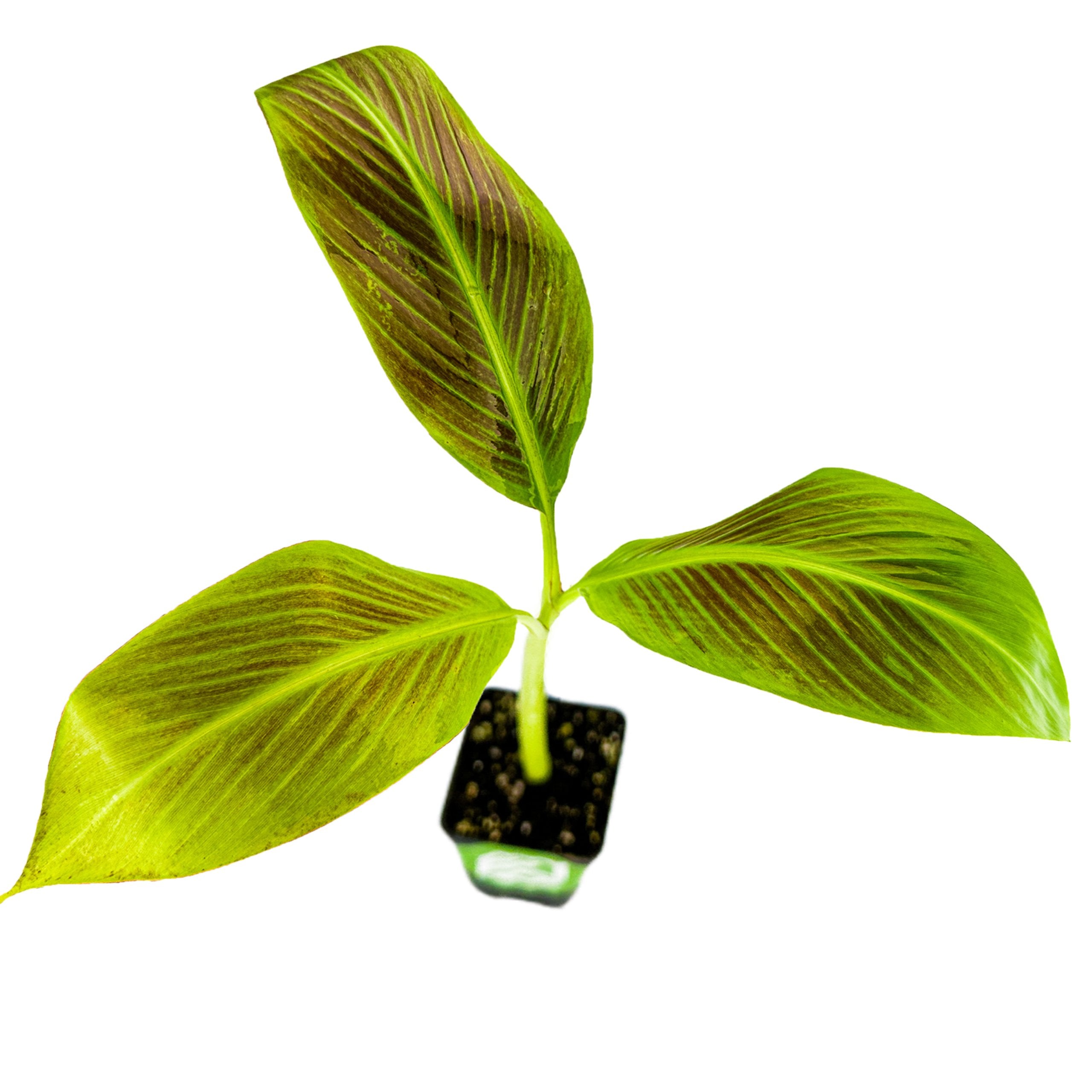 A young Siam Ruby Red Banana (Musa) plant from Wellspring Gardens with three large green leaves grows in a small black pot of soil, isolated on a white background.