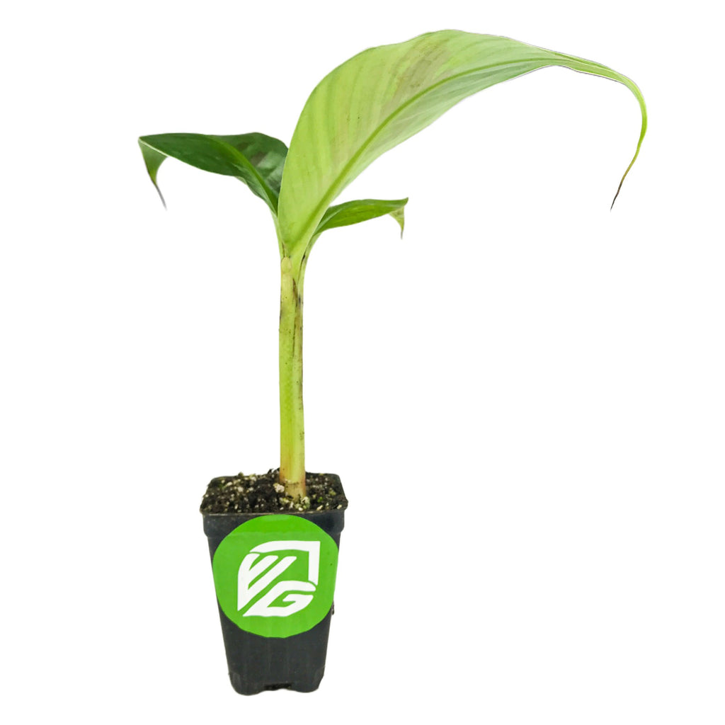 Goldfinger Banana Tree - Musa