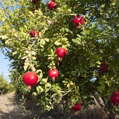 A Wellspring Gardens Salavatski Russian Pomegranate (Punica granatum) tree, with large ripe red fruits among lush green leaves, stands outdoors under a clear sky. This cold-hardy variety thrives in many climates.