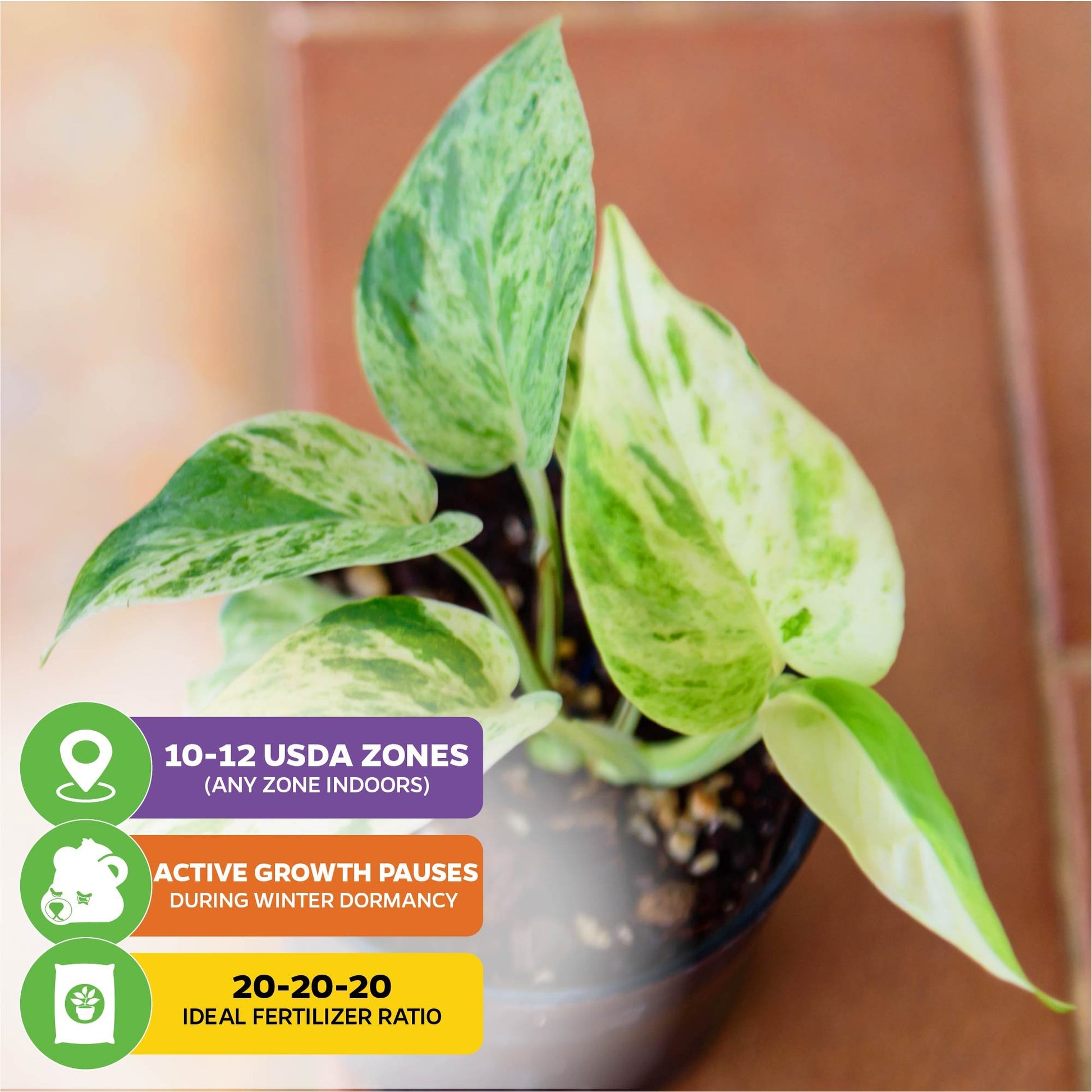 Variegated Albo Pothos Epipremnum - Epipremnum pinnatum albo-variegata