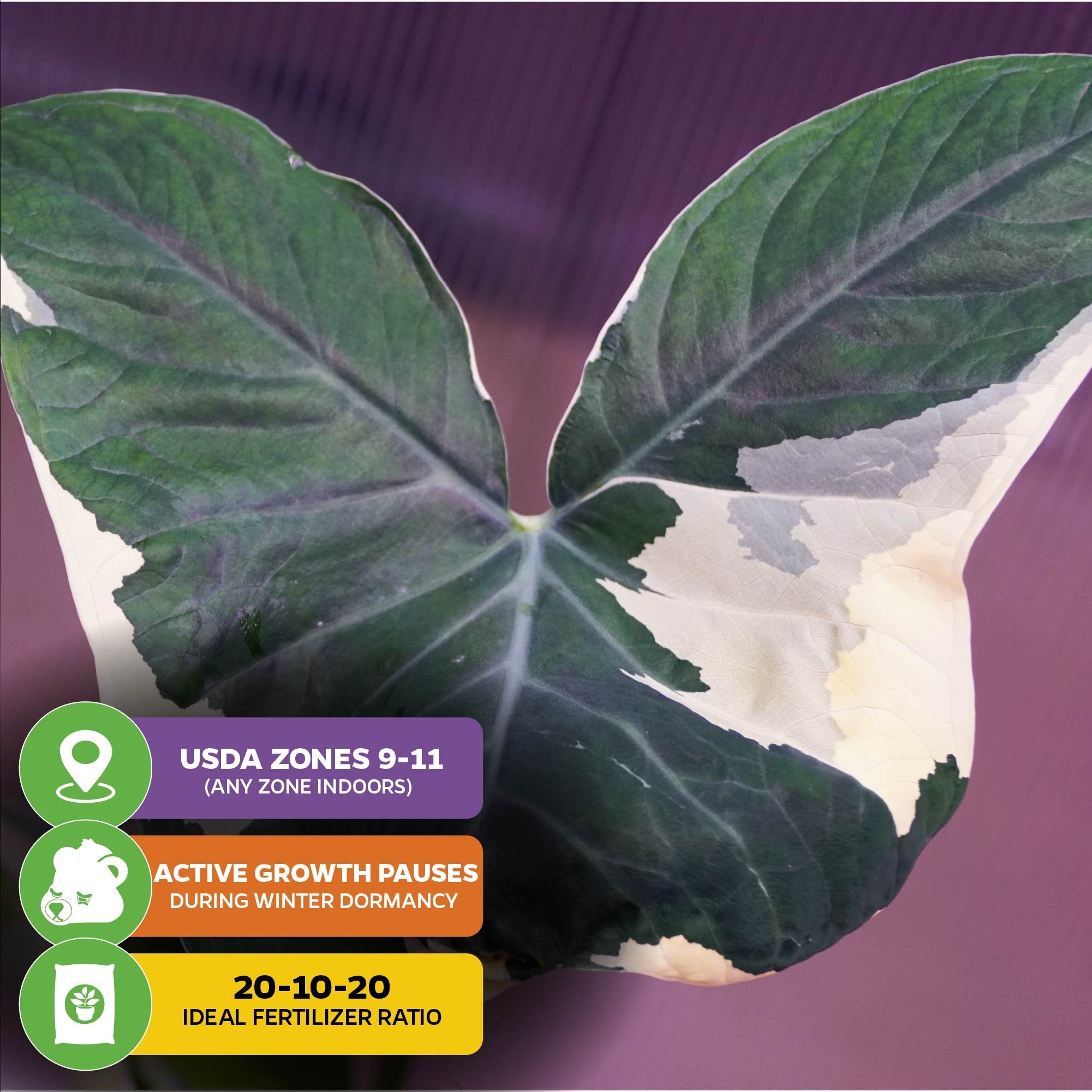 Alocasia Mickey Mouse Elephant Ear - Alocasia xanthosoma Variegata