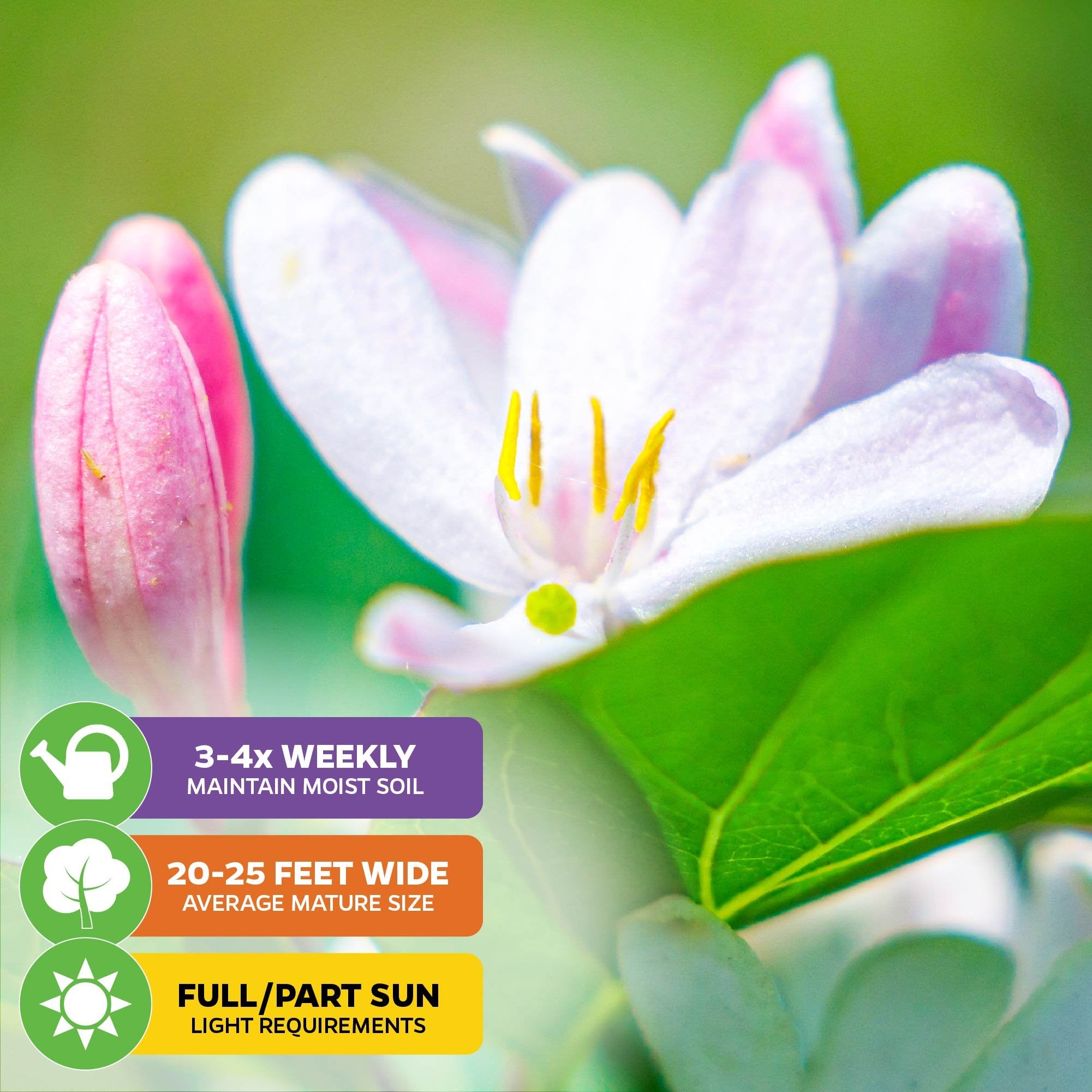 Close-up of Wellspring Gardens Pink Jasmine (Jasminum polyanthemum) in bloom; icons show care tips: water 3-4x weekly, grows 20-25 ft wide, needs full/partial sun. Fragrant flowers and green leaves stand out on a soft, bright background.
