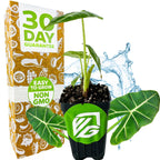 A Frydek Elephant Ear - Alocasia from Wellspring Gardens with large green leaves sits in a pot featuring a green VG logo. The box reads 30 Day Guarantee and Easy to Grow Non GMO, with a water splash behind—ideal as an indoor plant.