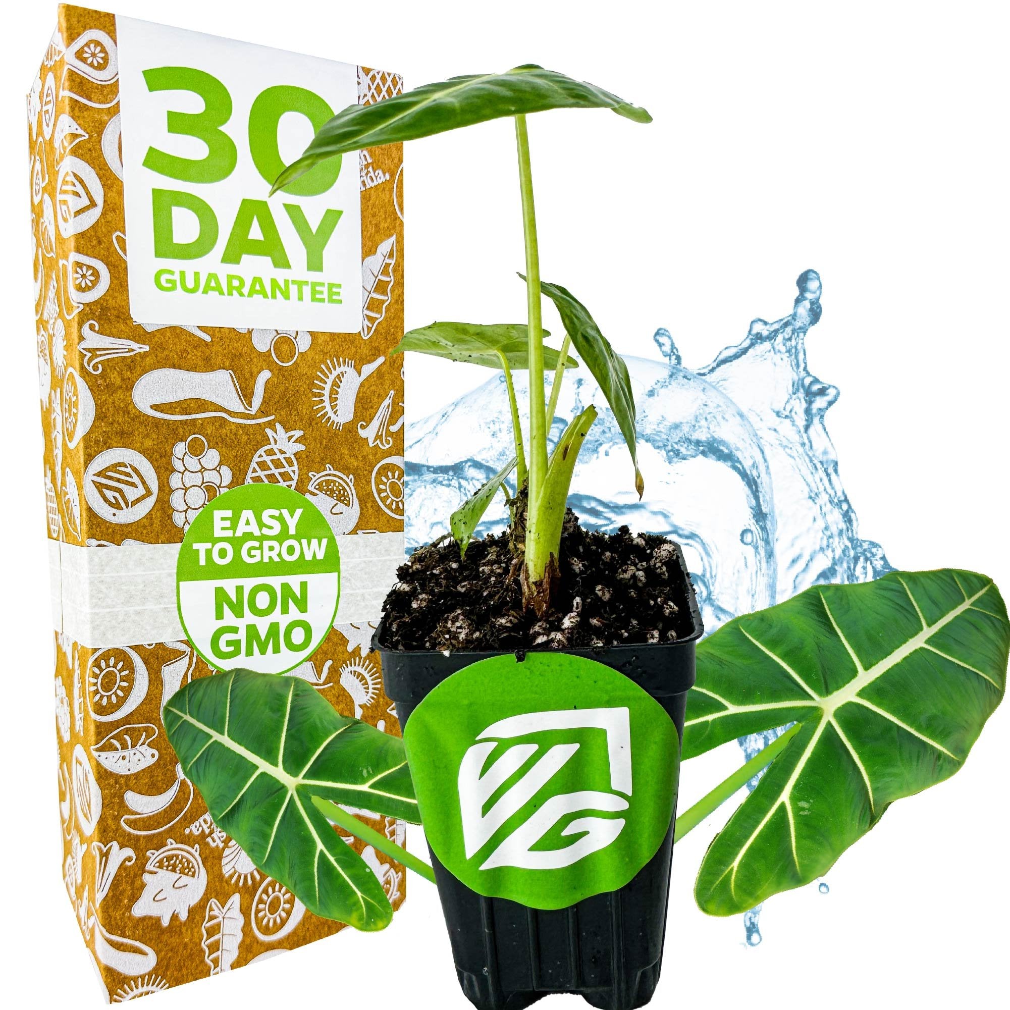 A Frydek Elephant Ear - Alocasia from Wellspring Gardens with large green leaves sits in a pot featuring a green VG logo. The box reads 30 Day Guarantee and Easy to Grow Non GMO, with a water splash behind—ideal as an indoor plant.